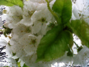 Frühling lässt sein blaues Band